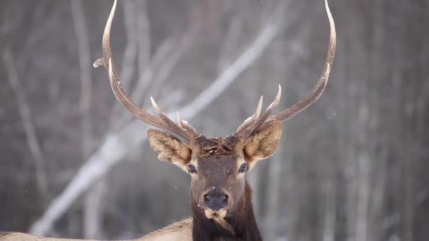 Elk Bull Looking You Slow Motion Snow Falling — Stockvideo