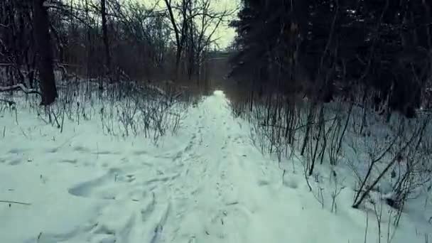 Running Forest Snow Winter Day Walker Pov Slomo — Vídeo de Stock