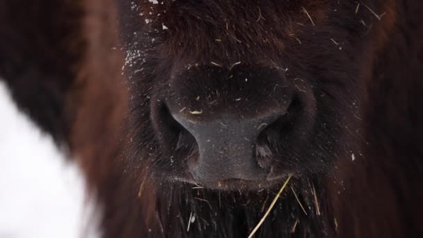 Bison Extreme Closeup Winter Slow Motion — Stock video