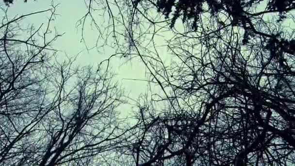 Looking Descending Shot Leafless Treetops Cloudy Day — Vídeo de Stock