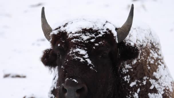 Bison Breathing Cold Winter Slow Motion — Vídeos de Stock