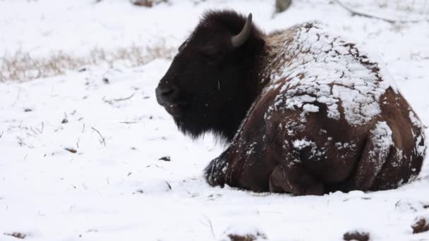 Bison Sitting Snow Chewing Looks You Slow Motion — Stok Video