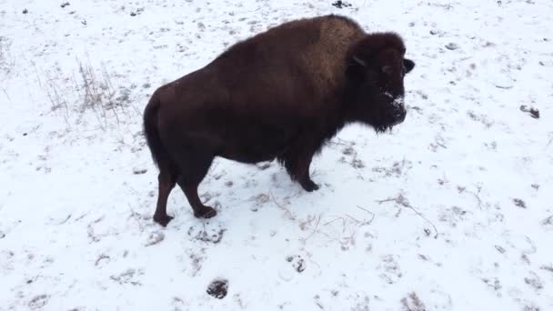 Bison Aerial Pull Away Reveal Winter Field — Stockvideo