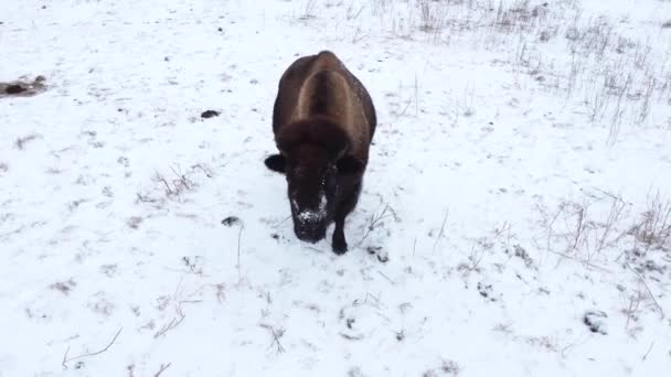 Bison Walks Camera Winter — Stok Video