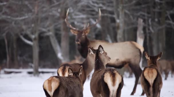 Female Elk Look Bull Winter Slow Motion Snow Falling — Stockvideo