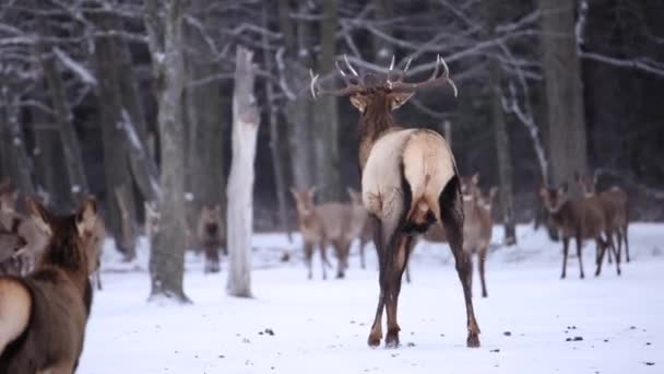 Elk Bull Trotting Front Females Slow Motion Winter Snow Falling — Stockvideo