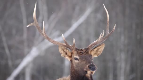 Elk Bull Looks You Walks Out Frame Slow Motion Snow — Stockvideo