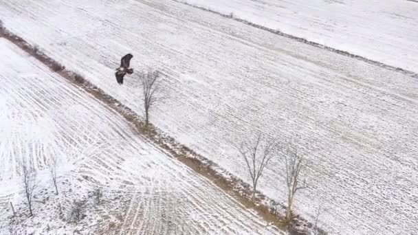 Bald Eagle Juvenile Flying Winter River Super Slomo — 图库视频影像