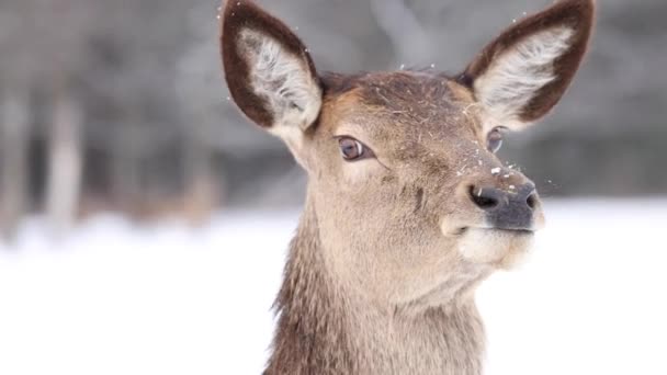 Elk Close Walking Slow Motion Winter — Stockvideo
