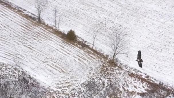 Bald Eagle Juvenile Flying Camera Super Slomo Beautiful Winter Scene — Vídeo de Stock