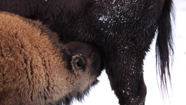 Baby Bison Calf Feeding Winter Slow Motion Hitting Cow Head — Stockvideo