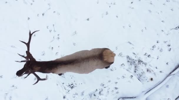 Elk Bull Overhead Walking Snow — Stockvideo