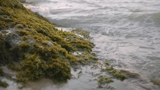 Sea Wave Hits Mossy Rock Sunset Slow Motion — Stockvideo