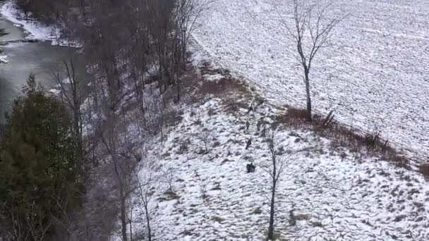 Coyote Attacks Group Wild Turkeys Aerial Slow Motion — Video Stock