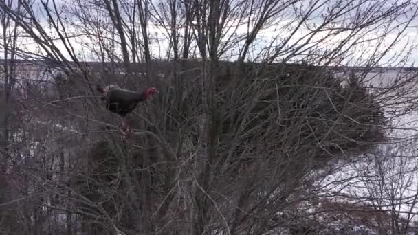 Wild Turkey Perched Tree Winter Closeup — ストック動画