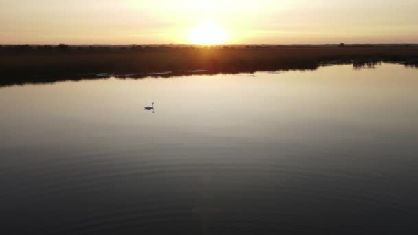 Drijvende Zwaan Een Schoon Meer Water Richting Van Zonsopkomst Zonsondergang — Stockvideo