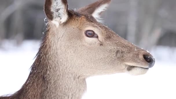 Elk Licking Lips Slow Motion Winter — Stockvideo