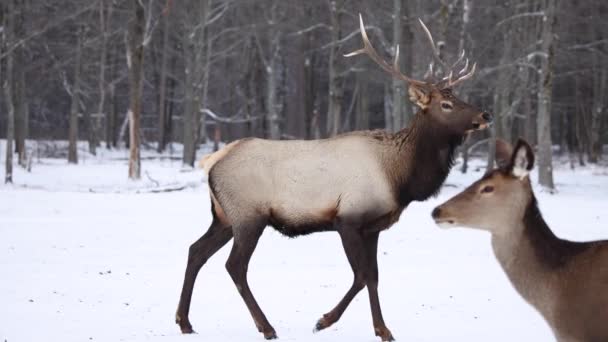 Banteng Elk Berjalan Dalam Gerakan Lambat Salju Dengan Doe Latar — Stok Video