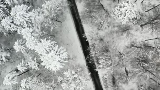 Winter Drone Flight Street Framed Snow Covered Trees Road — Vídeos de Stock