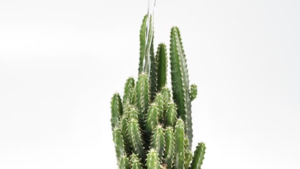 Agua Cámara Lenta Vertiendo Cactus — Vídeos de Stock