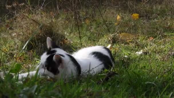 Hravá Kočka Trávě Letního Slunečného Dne — Stock video