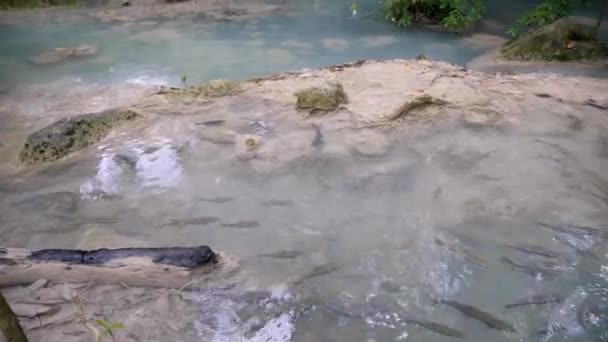 Panorama Gauche Droite Étang Eau Bleue Avec Des Poissons Nageant — Video