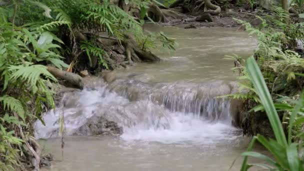 Corriente Corta Cascada Con Planta Verde Lado — Vídeos de Stock