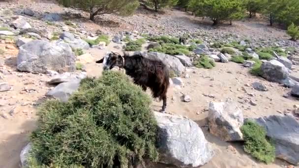 Chèvres Sur Une Plage Rochers Crète Grèce — Video