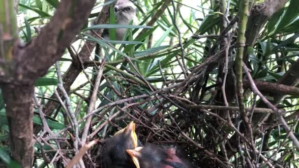 Newborn Bird Hatchlings Nest Open Mouths Mother Chalk Browed Mockingbird — Video Stock