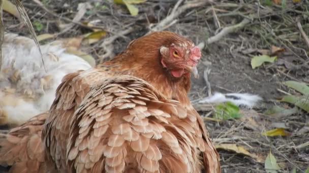 Close Chicken Free Garden — Vídeo de Stock