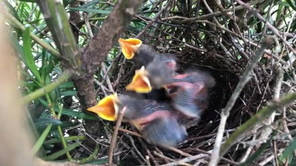 Hatchlings Sleeping Nest Suddenly Open Mouth Chalk Browed Mockingbird Arrived — Stockvideo