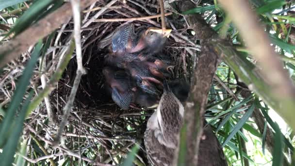 Malk Browed Mockingbird Watching Its Hatchlings Nest Tree Overhead Shot — стоковое видео