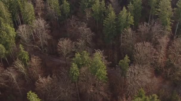 Smooth Flight Forest Green Conifer Bare Deciduous Trees Filmed Drone — Stok video