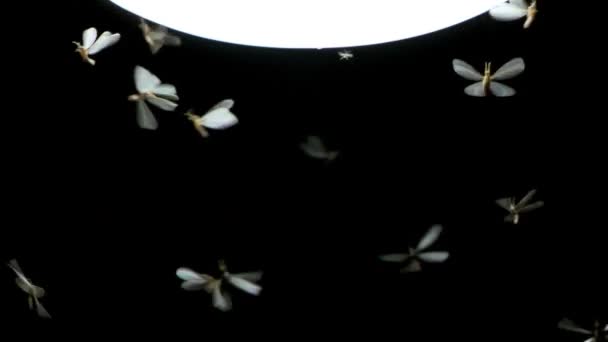 Böcek Sürüsü Termitlerinin Yavaş Hareketi Işık Kaynağının Etrafında Uçuyor — Stok video