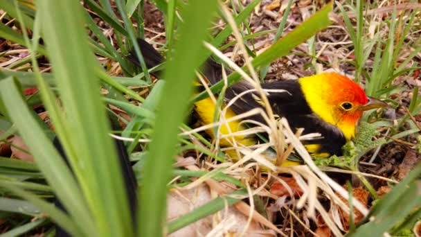 Camera Panning Cute Little Western Tanagerin Backyard Flower Bed Resting — Wideo stockowe