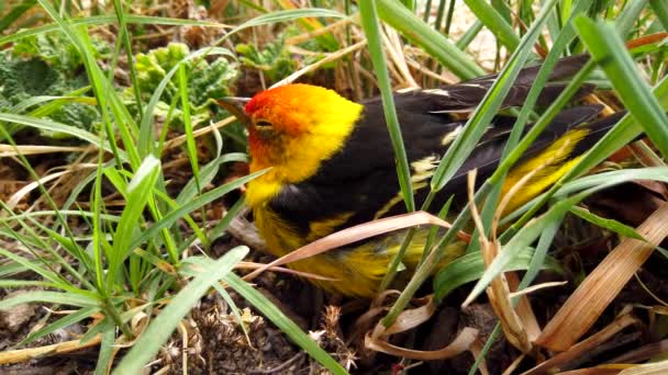 Cute Little Western Tanager Bird Resting Backyard Flower Bed — Stock video