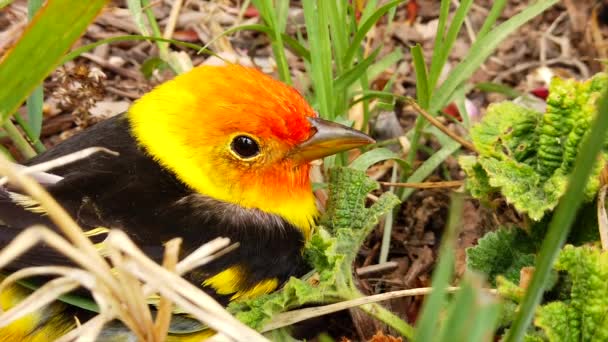 Close Head Cute Little Western Tanager Bird Backyard Flower Bed — Stock videók