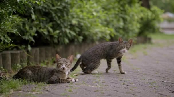 Два Коти Дивляться Один Одного Потім Дивляться Йдуть Камери — стокове відео