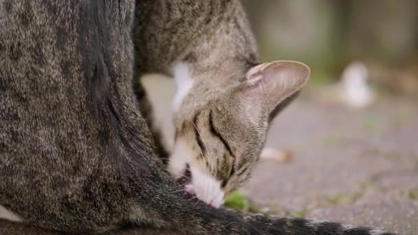 Cat Licking Itself Using Its Tongue — Vídeo de Stock