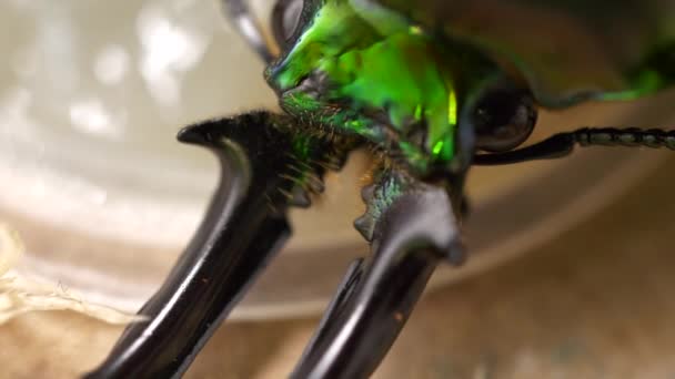 Rainbow Stag Beetle Face Eating Jelly — Stockvideo