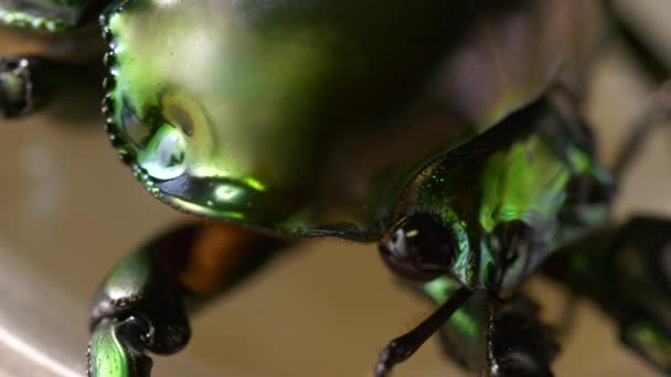 Κοντινό Πλάνο Του Ματιού Του Rainbow Stag Beetle Τρώγοντας Ζελέ — Αρχείο Βίντεο