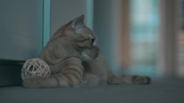Симпатичная Оранжевая Кошка Лежит Полу Игрушкой Изолированном Фоне Выборочный Фокус — стоковое видео
