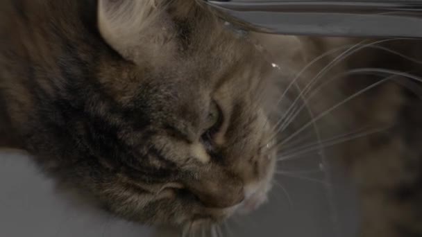 Tabby Cat Sipping Running Water Faucet Home Slow Motion — Stockvideo