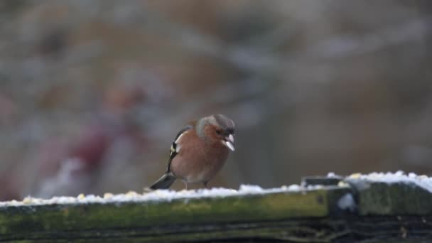 Single Male Chaffinch Fringilla Coelebs Garden Bird Table Winter — Wideo stockowe