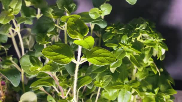 Canopied Sunlight Lush Leafy Herbs Close — Stock Video