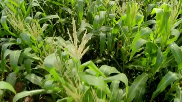 Zöld Kukorica Kukorica Szántóföldi Ültetvény Nyári Mezőgazdasági Szezonban Repülés Zöld — Stock videók