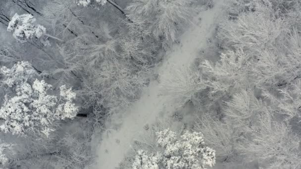 Winter Look Shot Top View Snow Covered Trees White Powder — Vídeo de stock