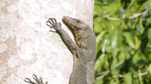 Sleepy Monitor Lizard Climb Hold Tree Vertically — Stok video