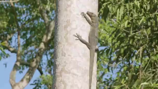 Monitor Lizard Rests Vertically Tree — Stockvideo