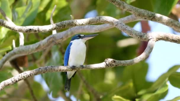 Collared Kingfisher Sitting Tree Branch — Stok video